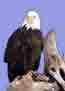thumbnail of eagle close-up