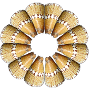 circle of conus capitaneus