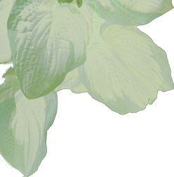 leaf cluster logo