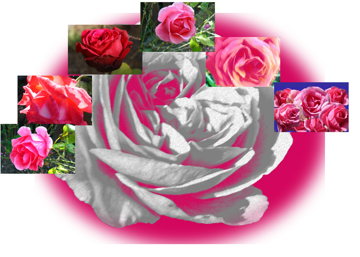 Montage of Rose Photographs