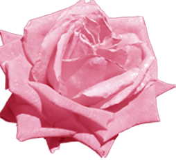 rose theme logo