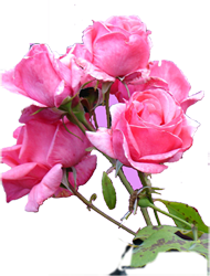 rose boquet logo