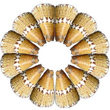 circle of cone shells