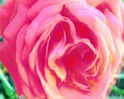 thumb of Rose Impression