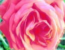 Rose Impression Note Card