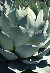 thumb of Agave