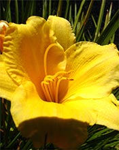 thumb of Sunlight's Lily